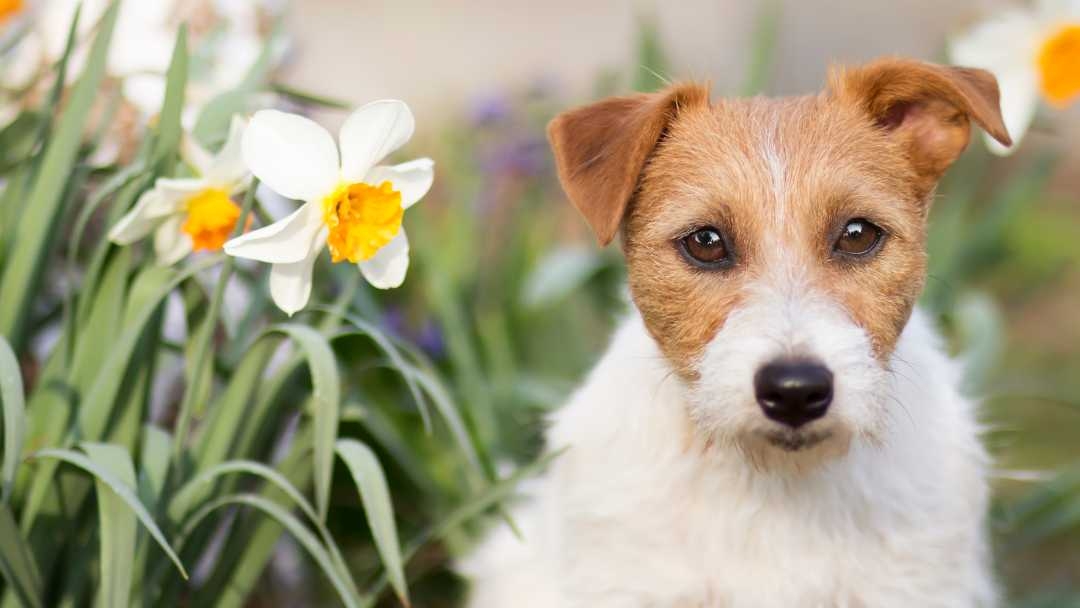 Are flower bulbs store poisonous to dogs